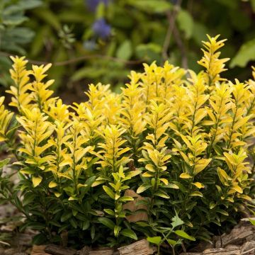 Euonymus japonicus Happiness - Fusain du Japon