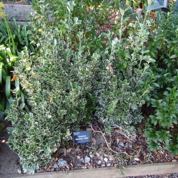 Euonymus japonicus Kathy - Fusain du Japon