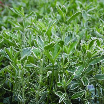 Euonymus japonicus Suzanne - Fusain du Japon nain