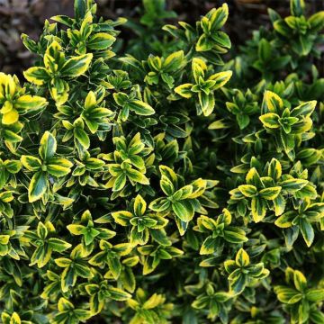 Euonymus japonicus Microphyllus Aureovariegatus - Fusain