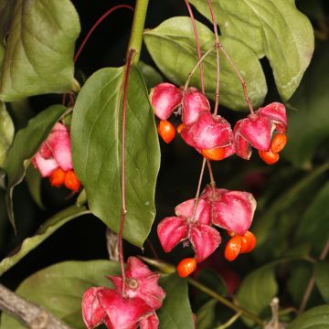 Euonymus planipes - Fusain
