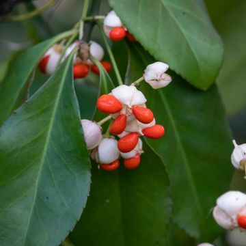 Euonymus tonkinensis - Fusain du Tonkin