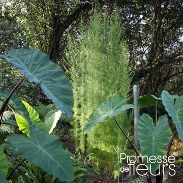 Eupatorium Elegant Plume - Eupatoire