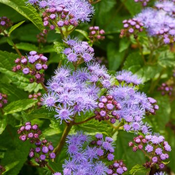 Eupatorium coelestinum, Eupatoire