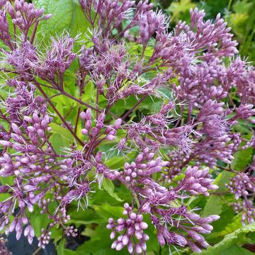 Eupatorium hybride Baby Joe - Eupatoire