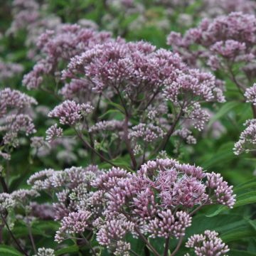 Eupatorium maculatum Phantom