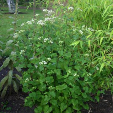 Eupatorium rugosum, Eupatoire