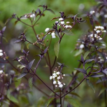 Eupatorium rugosum chocolate ou Ageratina altissima