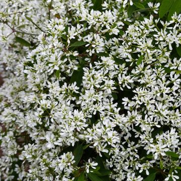 Euphorbe Diamond Snow - Chamaesyce hypericifolia