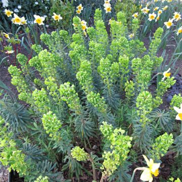 Euphorbe characias Humpty Dumpty