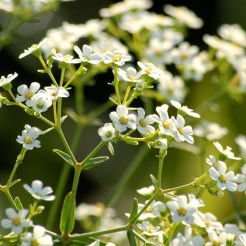 Euphorbe, Euphorbia corollata