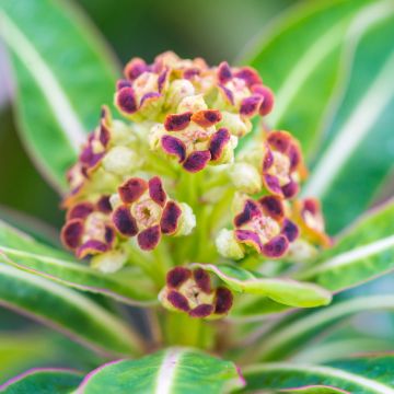 Euphorbe, Euphorbia mellifera