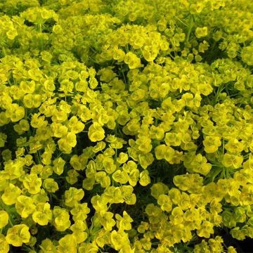 Euphorbe waldsteinii Betten - Euphorbe de Waldstein