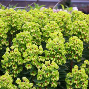  Euphorbe de Martin Baby Charm - Euphorbia x martinii Baby Charm