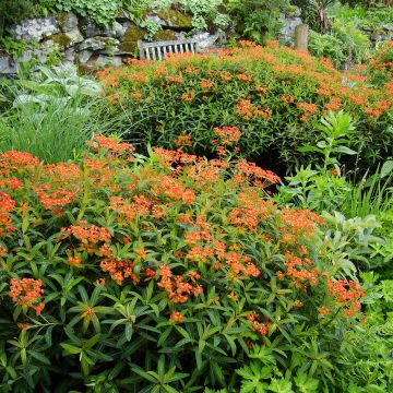 Euphorbia griffithii Dixter - Euphorbe de Griffith