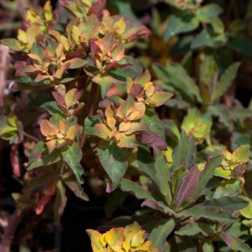 Euphorbia polychroma Purpurea - Euphorbe polychrome