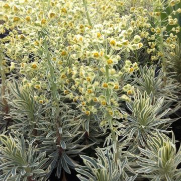 Euphorbia characias Emmer Green - Euphorbe arbustive panachée 