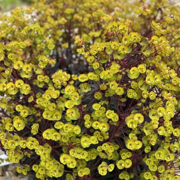 Euphorbia characias Miners Merlot - Euphorbe