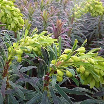 Euphorbia characias Purple and Gold - Euphorbe