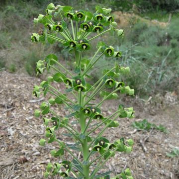 Euphorbia characias ssp. characias - Euphorbe des garrigues