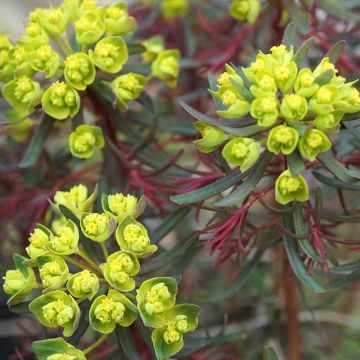 Euphorbia cyparissias Fens Ruby - Euphorbe petit-cyprès