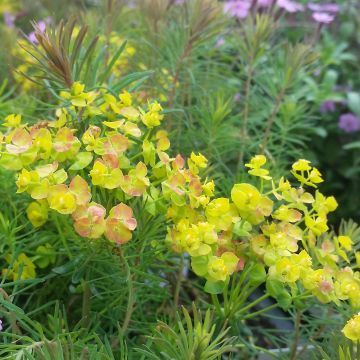 Euphorbia cyparissias Orange Man - Euphorbe petit-cyprès