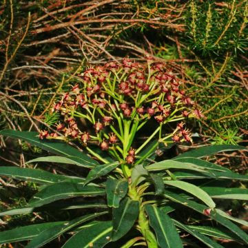 Euphorbe mellifère - Euphorbia mellifera