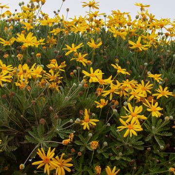 Euryops chrysanthemoides Sonnenschein - Marguerite de la savane