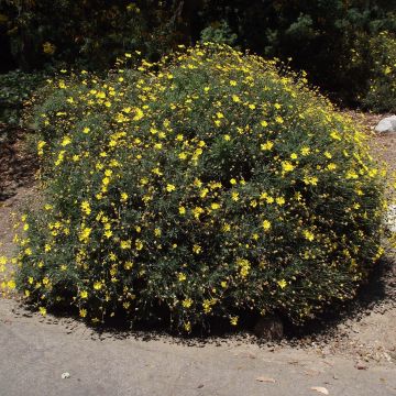 Euryops pectinatus - Marguerite des savanes