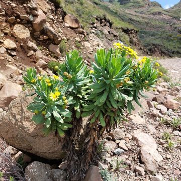 Euryops pectinatus - Euryops pectiné