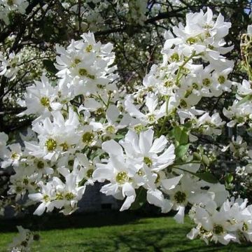 Exochorda serratifolia Snow White - Arbre aux perles