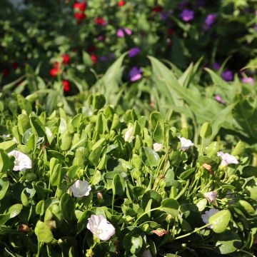 Falkia repens - Petites oreilles