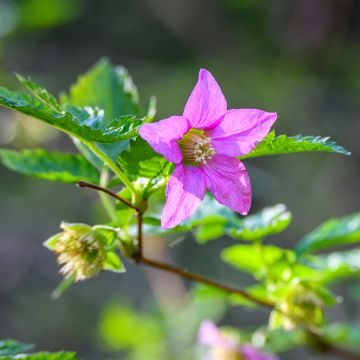 Rubus spectabilis Pacific Rose - Ronce remarquable