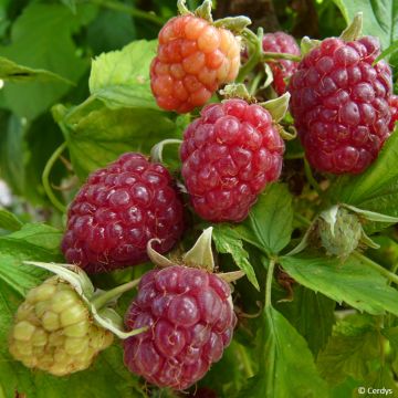 Framboisier Primeberry Autumn Happy - Rubus idaeus 