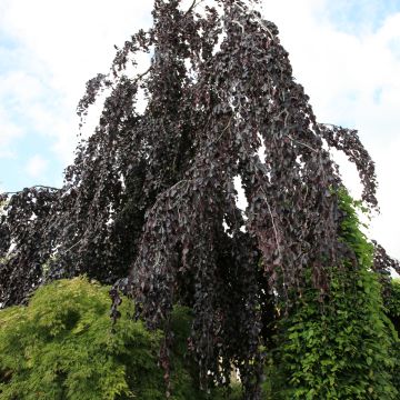 Fagus sylvatica Black Swan - Hêtre pourpre pleureur