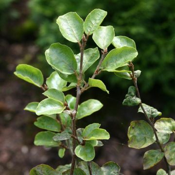 Fagus sylvatica Callista - Hêtre commun