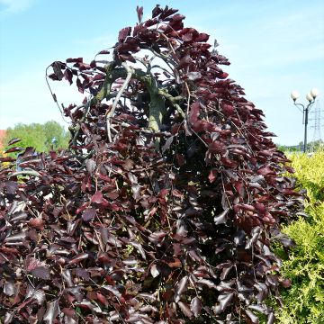 Fagus sylvatica Purple Drongo Weeper - Hêtre pourpre nain pleureur