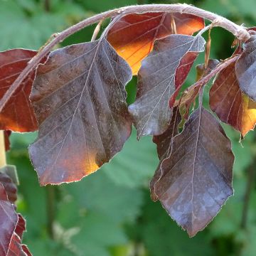 Fagus sylvatica Purple Fountain - Hêtre pourpre pleureur