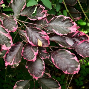 Hêtre pourpre panaché - Fagus sylvatica Purpurea Tricolor