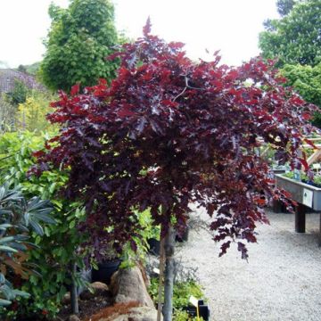 Fagus sylvatica Rohan Weeping - Hêtre pourpre pleureur