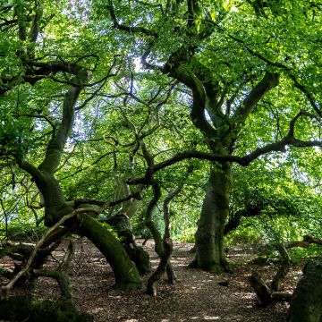 Hêtre pleureur - Fagus sylvatica Pendula