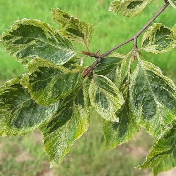 Fagus sylvatica Viridivariegata - Hêtre commun panaché de vert