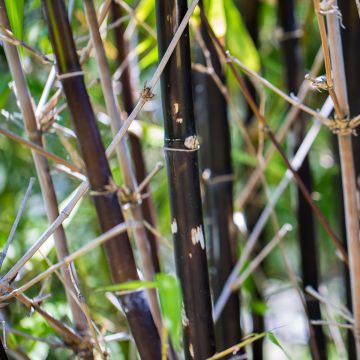 Fargesia Black Dragon - Bambou noir non traçant 