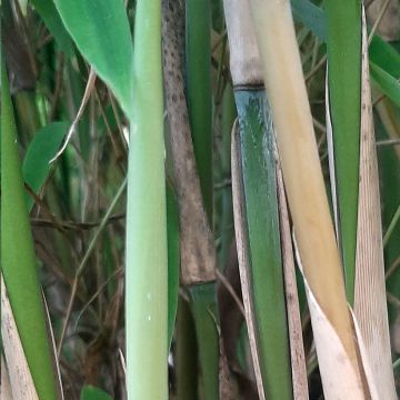 Fargesia murielae Ivory Ibis - Bambou non traçant