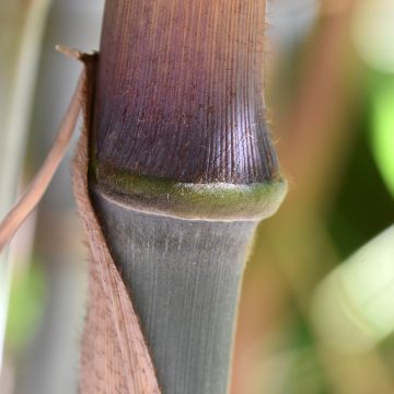 Fargesia papyrifera - Bambou bleu non traçant.