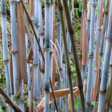 Fargesia papyrifera Blue Dragon - Bambou non traçant