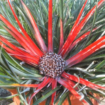 Fascicularia bicolor 3L/4L