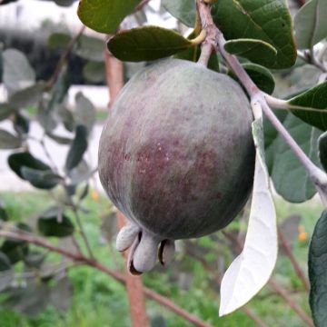 Acca sellowiana Cooolidge  - Feijoa autofertile