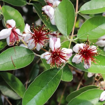 Acca sellowiana Cooolidge  - Feijoa autofertile