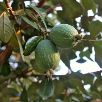 Acca sellowiana Cooolidge  - Feijoa autofertile